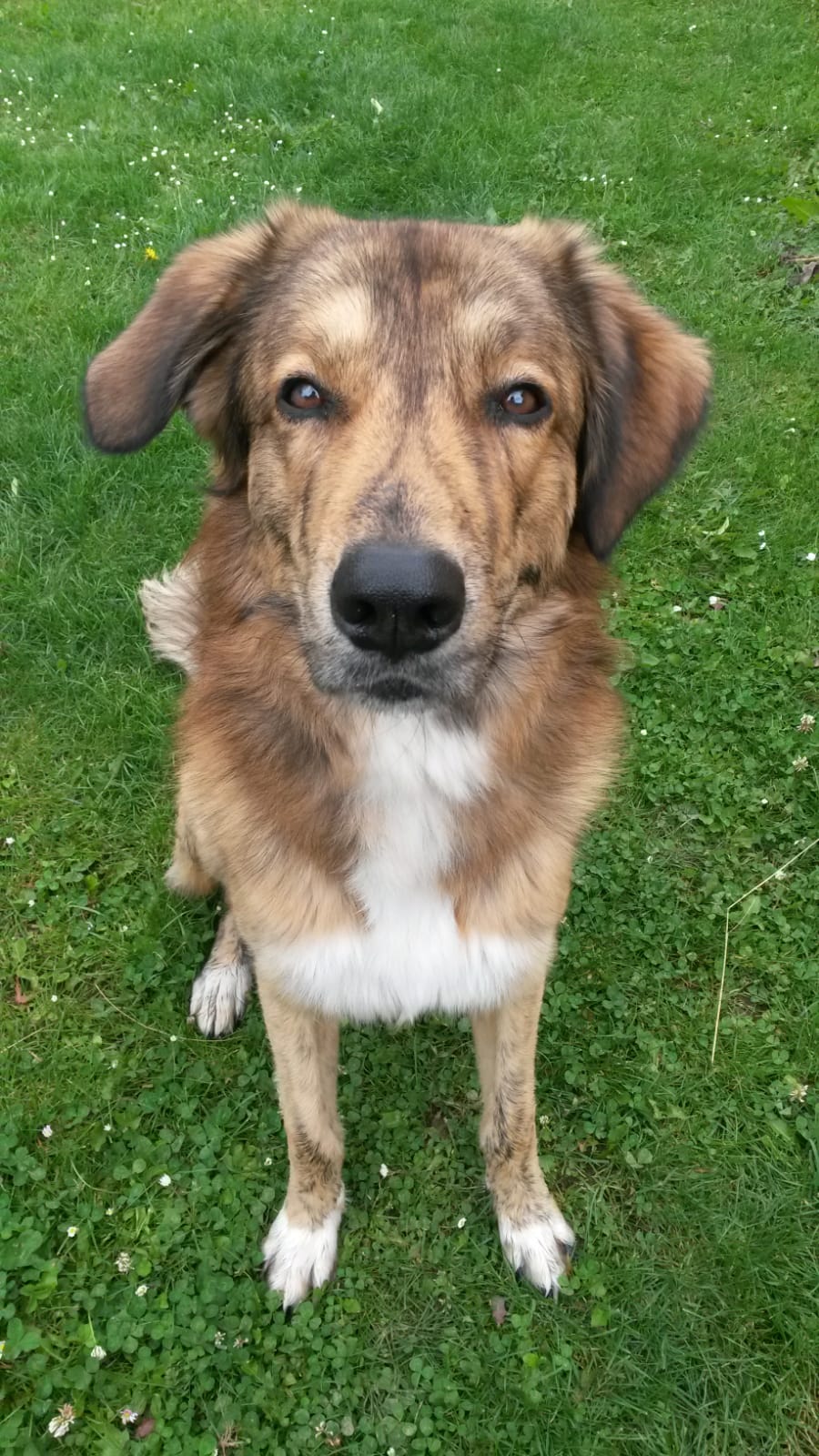 Alfie